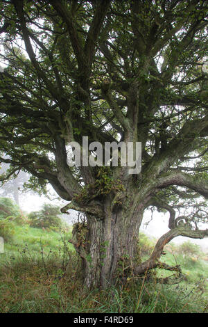 Reifen Sie Weißdorn Baum Crataegus Monogyna (Quickthorn) Stockfoto