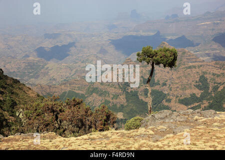 Im Hochland von Abessinien in den Simien Mountains, Landschaft in den Simien Mountains Nationalpark, Baum Heidekraut Erica Arb Stockfoto