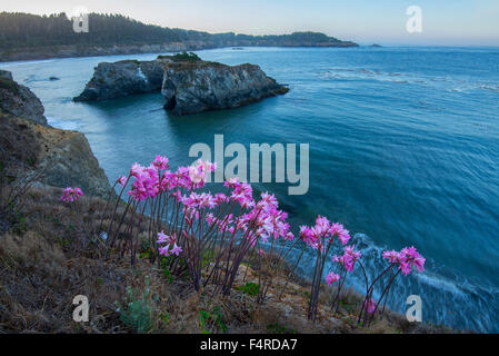USA, USA, Amerika, Kalifornien, Westküste, Mendocino, Küsten-, Blumen, Bucht, Pazifik, Landschaft Stockfoto
