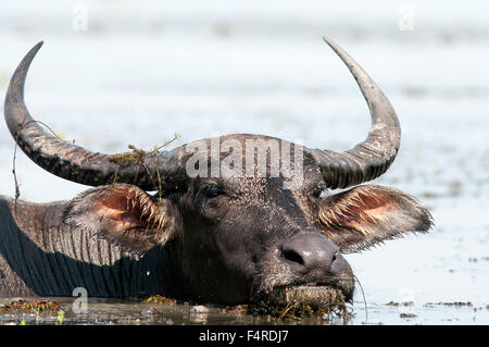 Wasserbüffel, Bubalus beispielsweise, Thale Noi, Thailand, Bufallo, Säugetier, Bubalus beispielsweise, Portrait, Tier, Stockfoto