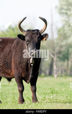 Camargue, Rind, Stier, Bos Taurus, Frankreich, vertikal, Säugetier, Zucht, Männlich, Tier Stockfoto