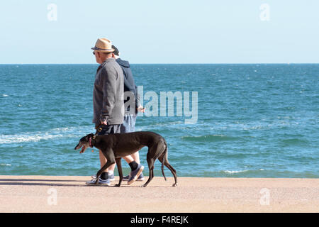 Ältere Paare, die ihre Windhund entlang die Schritte am Oddicombe Strand an sonnigen Tag in Torquay, Devon, England Stockfoto