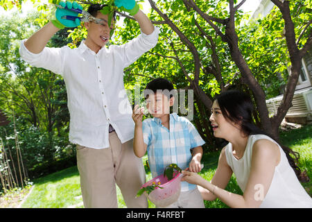 Happy Family im Kirschen pflücken Stockfoto