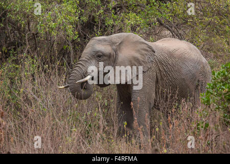 Afrika, Elefant, Lake Manyara Nationalpark, Safari, Reisen, Säugetiere, Tansania, Tiere, Wüste, wilde Tiere Stockfoto