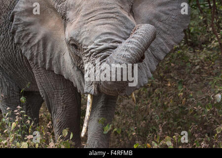 Afrika, Elefant, Lake Manyara Nationalpark, Safari, Reisen, Säugetiere, Tansania, Tiere, Wüste, wilde Tiere Stockfoto