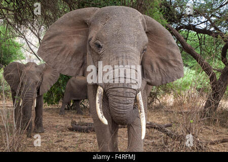 Afrika, Elefant, Lake Manyara Nationalpark, Safari, Reisen, Säugetiere, Tansania, Tiere, Wüste, wilde Tiere Stockfoto