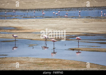 Afrika, Flamingo, Lake Manyara, Nationalpark, Safari, Reisen, Tansania, Tiere, Vogel, Vögel, Wüste, wilde Tiere, weniger Stockfoto