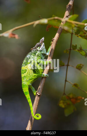 Afrika, Reisen, Chamäleon, Reptilien, Tansania, Tiere, Usambara, Wüste, wilde Tiere Stockfoto