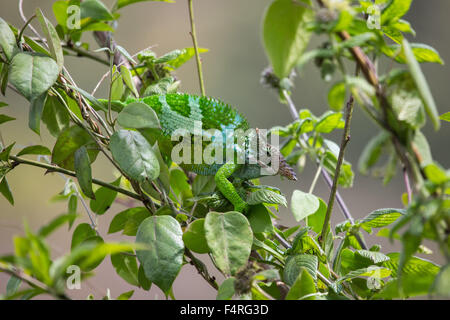 Afrika, Reisen, Chamäleon, Reptilien, Tansania, Tiere, Usambara, Wüste, wilde Tiere Stockfoto