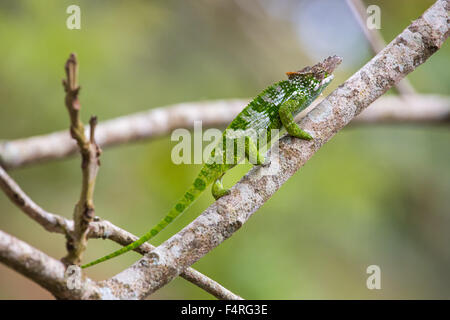 Afrika, Reisen, Chamäleon, Reptilien, Tansania, Tiere, Usambara, Wüste, wilde Tiere Stockfoto