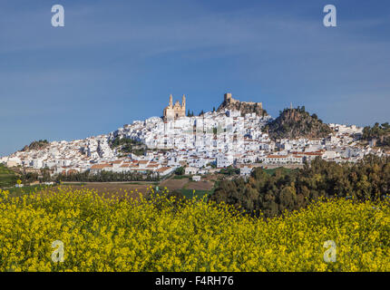 Andalusien, Region, Provinz Cadiz, Landschaft, Olvera, Town, Spanien, Europa, Frühling, Architektur, Burg, bunt, Blumen, Nein Stockfoto