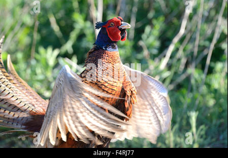 Deutschland, Fasan, gemeinsame Fasan, Phasianus Colchicus Mongolicus, Rebhühner, Fasane, Rebhühner, Galliforms, Hühner, mati Stockfoto