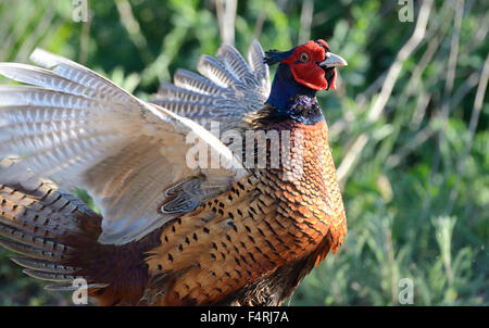 Deutschland, Fasan, gemeinsame Fasan, Phasianus Colchicus Mongolicus, Rebhühner, Fasane, Rebhühner, Galliforms, Hühner, mati Stockfoto