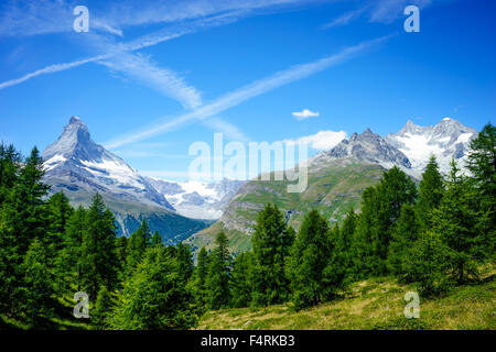 Mit Blick auf die Pinien zu den Gipfeln des Matterhorn. Juli 2015. Matterhorn, Schweiz. Stockfoto