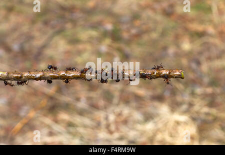 Ameisen, die auf einem Stick hautnah Stockfoto