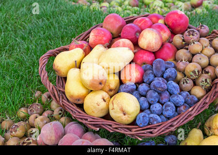 Korb mit Früchten, Birnen, Äpfel, Pflaumen, Mispeln, Pfirsiche, Rheinland-Pfalz, Deutschland Stockfoto