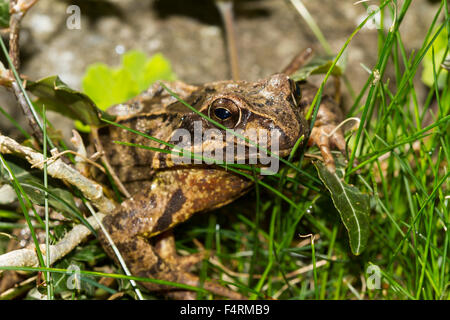 Grasfrosch (Rana Temporaria) zwischen den Klingen von Grass, Bayern, Deutschland Stockfoto
