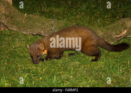 Baummarder (Martes Martes) im westlichen Schottland.  Eine kleine Katze große Säugetier. Stockfoto