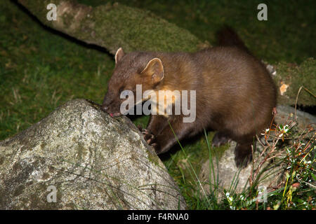 Eine wilde Baummarder (Martes Martes) in Schottland.  Eine kleine Katze große Säugetier. Stockfoto