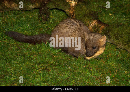 Eine nasse Baummarder (Martes Martes) hockte im Regen. Eine kleine Katze große Säugetier. Stockfoto