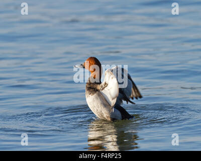 Gemeinsamen Tafelenten (Aythya 40-jähriger), männliche mit Flügeln in Wasser, Chiemsee, Bayern, Deutschland Stockfoto