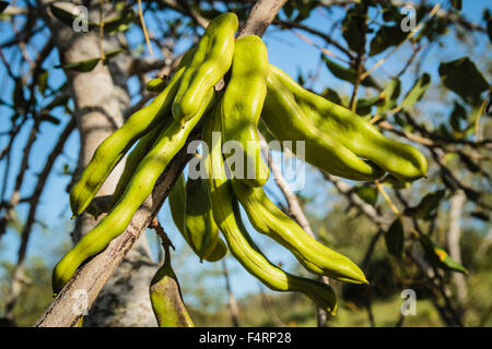 Saint John's Brot, auch Johannisbrotbaum oder Locust bean (Ceratonia Siliqua) mit Obst, Algarve, Portugal Stockfoto