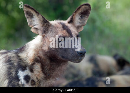 Afrikanischer Wildhund oder afrikanischen Hund gemalt (LYKAON Pictus), Porträt, Krüger Nationalpark, Südafrika Stockfoto