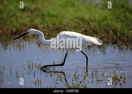 Seidenreiher (Egretta Garzetta), Erwachsene, zu Fuß durch das Wasser, Futter, Bundala Nationalpark, Sri Lanka Stockfoto
