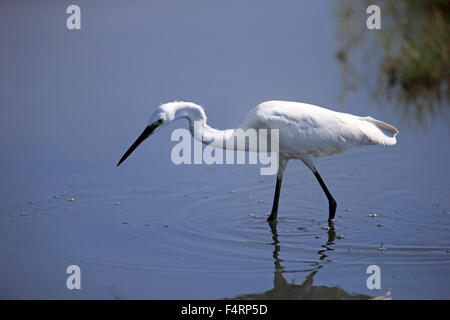 Seidenreiher (Egretta Garzetta), Erwachsene, zu Fuß durch das Wasser, Futter, Bundala Nationalpark, Sri Lanka Stockfoto