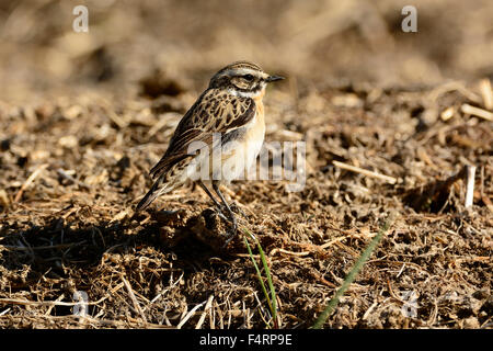 Winchat Saxicola Rubetra Turdidae Mannchen Vogel Gampel Kanton Wallis Schweiz Stockfotografie Alamy