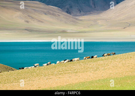 Karge Landschaft mit einer Herde von Pashmina Ziegen und das türkisfarbene Wasser des Tso moriri in changtang Bereich Stockfoto