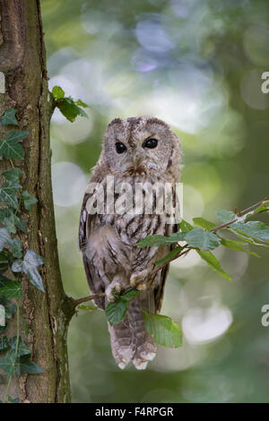 Waldkauz (Strix Aluco), Gefangenschaft, Vulkaneifel, Deutschland Stockfoto