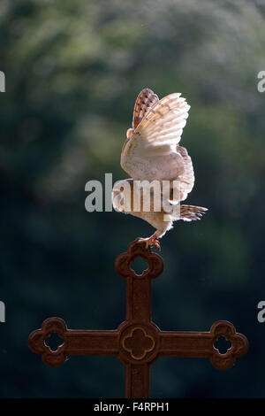 Schleiereule (Tyto Alba), Gefangenschaft, Landung auf einem Kreuz, Vulkaneifel, Deutschland Stockfoto