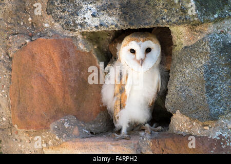 Schleiereule (Tyto Alba), sitzt in einer Wand, Gefangenschaft, Vulkaneifel, Deutschland Stockfoto