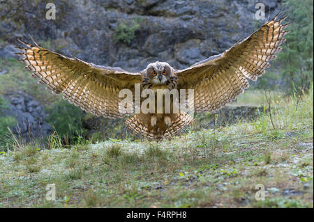 Eurasische Uhu (Bubo Bubo), Gefangenschaft, Verbreitung Flügel ins Land, Vulkaneifel, Deutschland Stockfoto