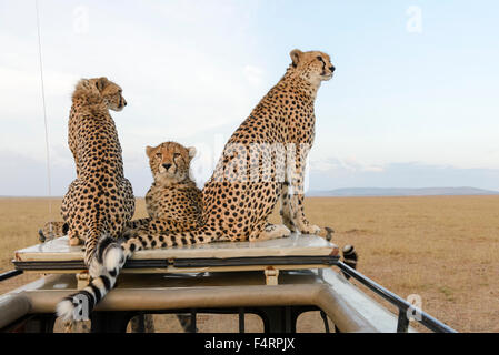 Ein Gepard (Acinonyx Jubatus) mit zwei jungen sitzen auf dem Auto Top, Masai Mara National Reserve, Narok County, Kenia Stockfoto
