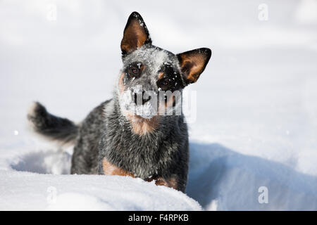 Australian Cattle Dog, blau, Welpe stehend im Tiefschnee, Nord-Tirol, Österreich Stockfoto