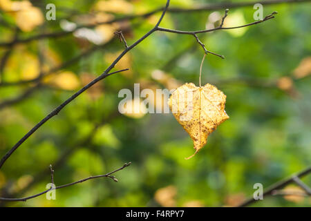 Gelb-Birke Baum Blatt hängt von einem Zweig vor grünen und gelben Hintergrund einen herbstlichen Wald. Stockfoto