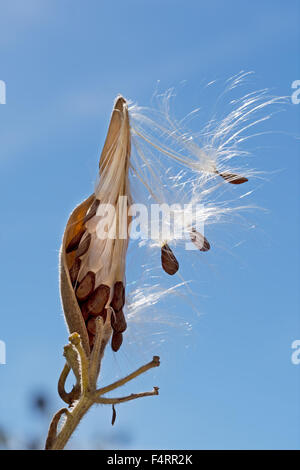 Natürliche Vermehrung. Downy Samen von Asclepias Tuberosa Blume bereit, im Wind wehen. Stockfoto