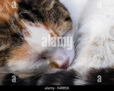 Katze hautnah Stockfoto