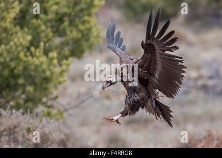 Cinereous Vulture (Aegypius Monachus) alten Welt Geier im Flug, Landung, Alpen, Pyrenäen, Katalonien, Spanien Stockfoto