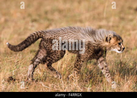 Gepard (Acinonyx Jubatus), sechs Wochen altes Baby Gepard Jungtier erkunden ihre Umgebung, Masai Mara National Reserve, Narok County Stockfoto