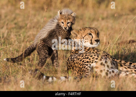 Geparden (Acinonyx Jubatus), sechs Wochen altes Baby Gepard Jungtier spielt mit seiner Mutter, Masai Mara National Reserve, Narok County, Kenia Stockfoto