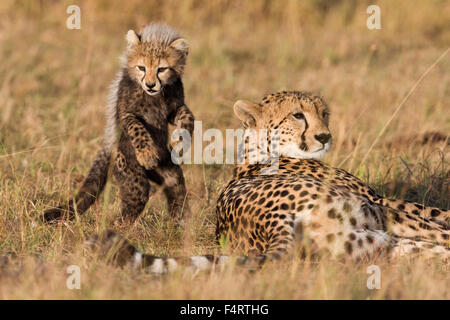 Geparden (Acinonyx Jubatus), sechs Wochen altes Baby Gepard Jungtier spielt mit seiner Mutter, Masai Mara National Reserve, Narok County, Kenia Stockfoto