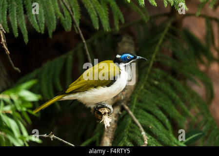 Blau konfrontiert Honigfresser, Entomyzon Cyanotis, Honigfresser, Vogel Stockfoto