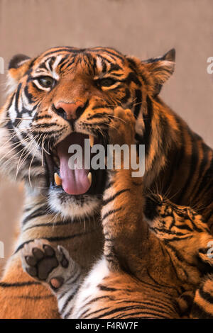 Sumatra-Tiger, Tiger, Tier, Panthera Tigris sumatrae Stockfoto