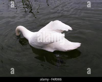 Fed weißer Schwan hautnah in See Stockfoto