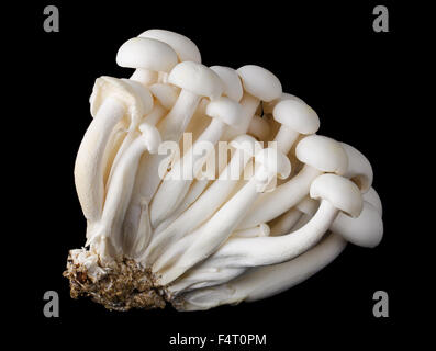 Buche weiss Pilze, Bunapi Shimeji, genannt auch weiße Clamshell Pilze, ein essbarer Pilz auf schwarzem Hintergrund. Stockfoto