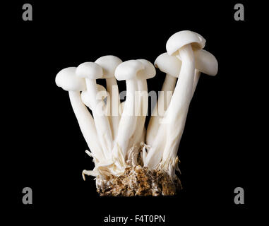Kleine Gruppe von Buche weiss Pilze, Bunapi Shimeji, auch genannt weißen Clamshell Pilze, ein essbarer Pilz. Schwarzer Hintergrund. Stockfoto