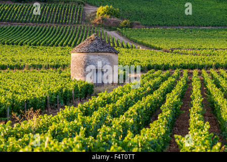 Weinberg, Savigny Les Beaune, Cote d ' or, Burgund, Frankreich Stockfoto